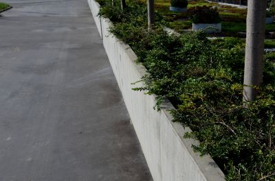 Concrete Curbing with Decorative Edging